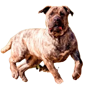 Perro de Presa Canario Dog breed information in all topics