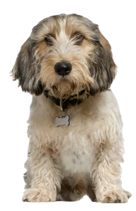 Petit Basset Griffon Vendéen Dog breed information in all topics