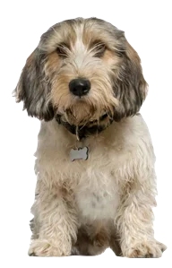 Petit Basset Griffon Vendéen Dog breed information in all topics