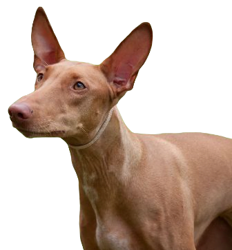 Pharaoh Hound Dog breed information in all topics