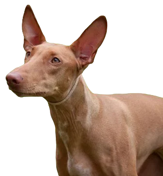 Pharaoh Hound Dog breed information in all topics