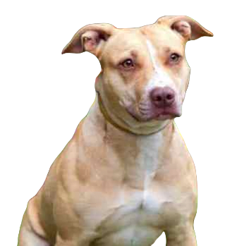 Pitsky Dog breed information in all topics