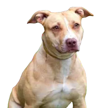 Pitsky Dog breed information in all topics