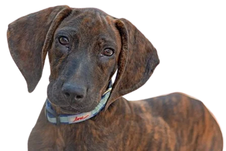 Plott Dog breed information in all topics