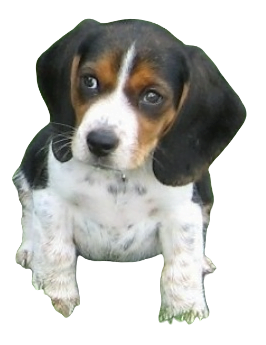 Pocket Beagle Dog breed information in all topics