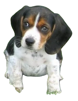 Pocket Beagle Dog breed information in all topics