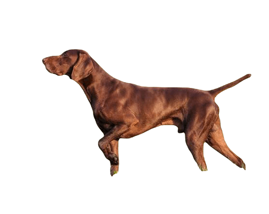 Pointer Dog breed information in all topics
