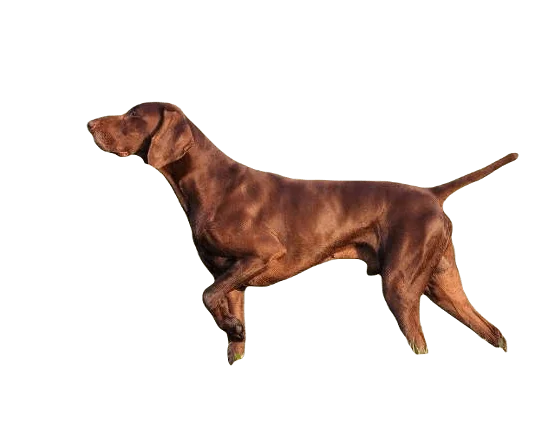 Pointer Dog breed information in all topics