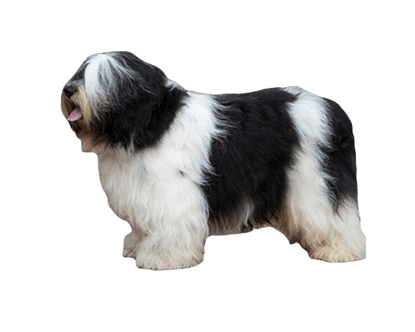 Polish Lowland Sheep Dog breed information in all topics