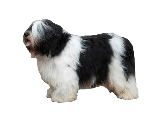 Polish Lowland Sheep Dog breed information in all topics