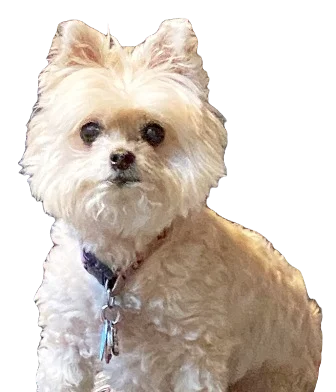Pomapoo Dog breed information in all topics