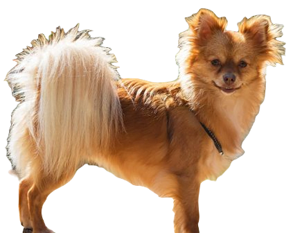 Pomchi Dog breed information in all topics