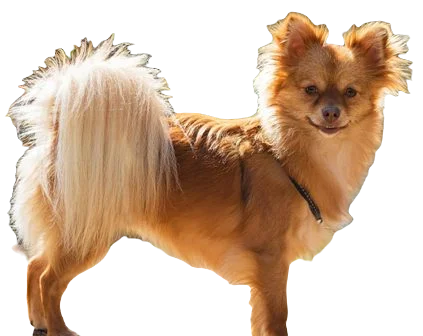 Pomchi Dog breed information in all topics