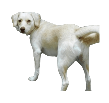 Pomeagle Dog breed information in all topics