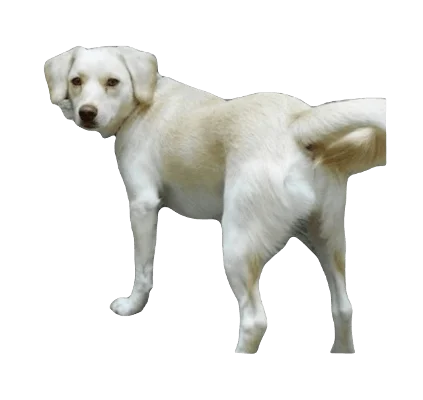 Pomeagle Dog breed information in all topics