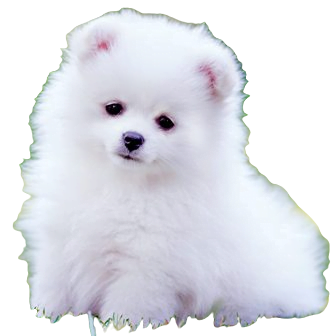 Pomeranian Dog breed information in all topics