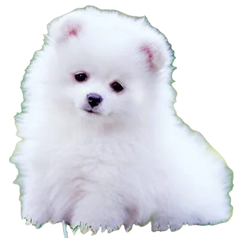 Pomeranian Dog breed information in all topics