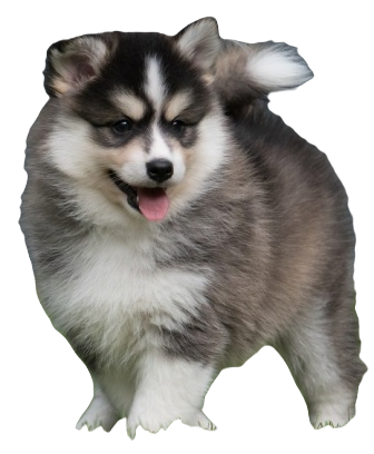 Pomsky Dog breed information in all topics
