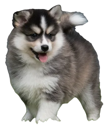 Pomsky Dog breed information in all topics