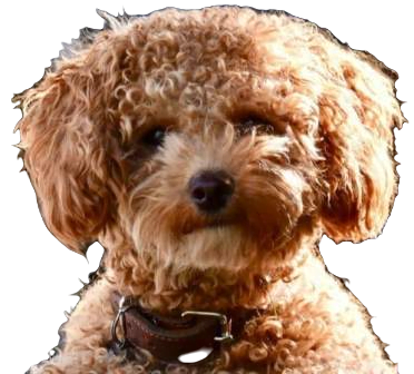 Poochon Dog breed information in all topics