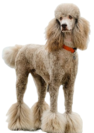 Poodle Dog breed information in all topics