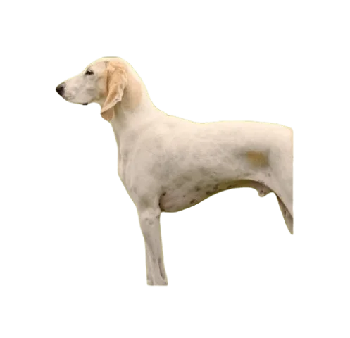 Porcelaine Dog breed information in all topics