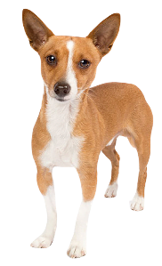 Portuguese Podengo Pequeno Dog breed information in all topics