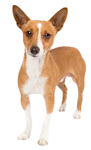 Portuguese Podengo Pequeno Dog breed information in all topics