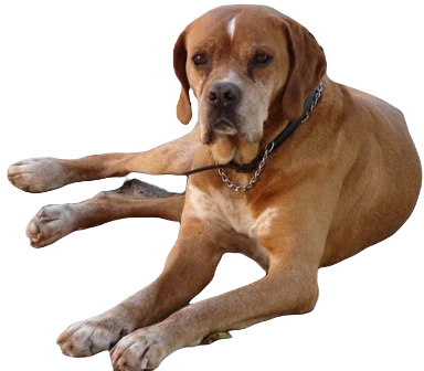 Portuguese Pointer Dog breed information in all topics
