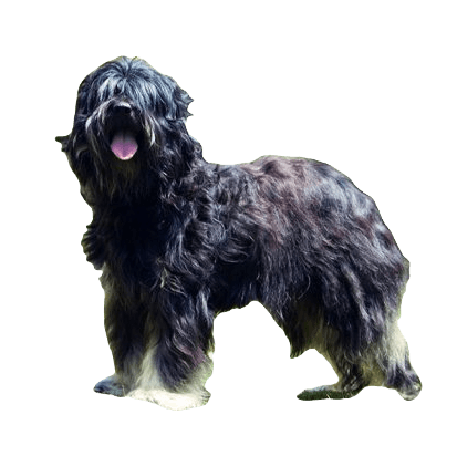 Portuguese Sheep Dog breed information in all topics