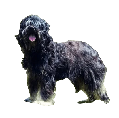 Portuguese Sheep Dog breed information in all topics