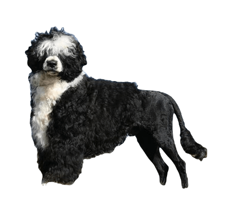 Portuguese Water Dog breed information in all types