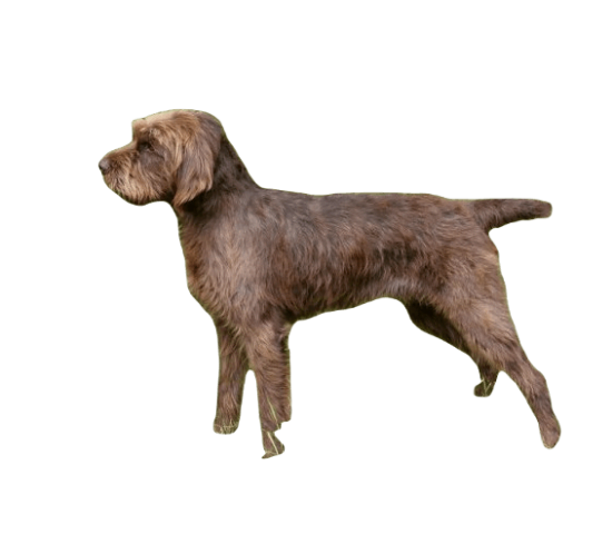 Pudelpointer Dog breed information in all topics