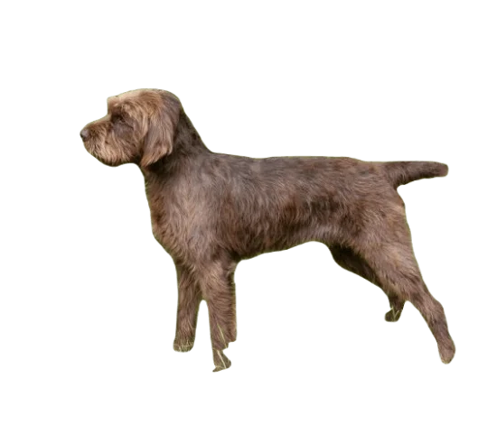 Pudelpointer Dog breed information in all topics