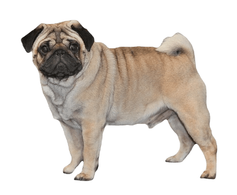 Pug Dog breed information in all topics