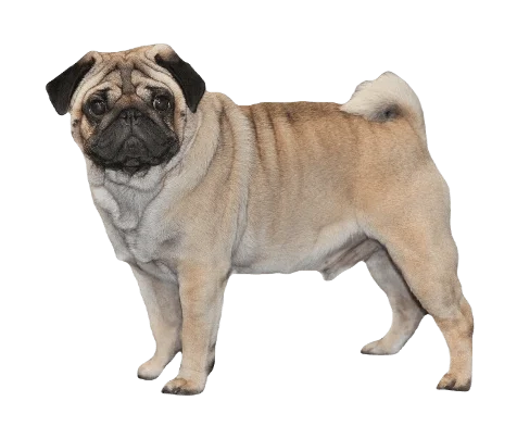 Pug Dog breed information in all topics