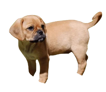 Pugalier Dog breed information in all topics