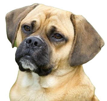 Puggle Dog breed information in all topics