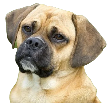 Puggle Dog breed information in all topics
