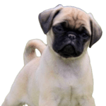 Puginese Dog breed information in all topics