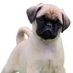 Puginese Dog breed information in all topics