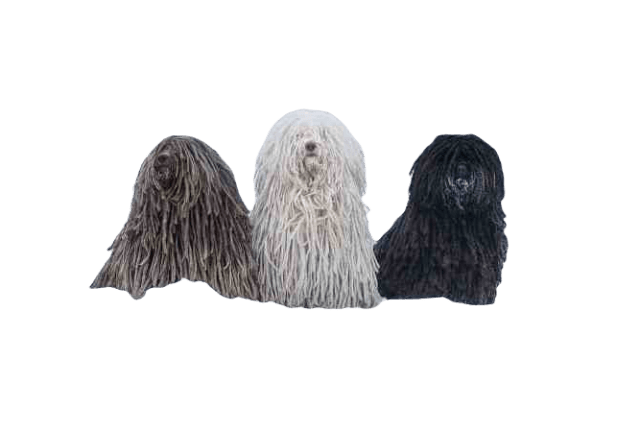 Puli Dog breed information in all topics