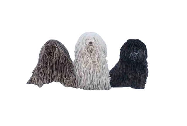 Puli Dog breed information in all topics