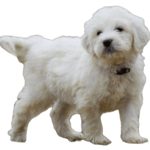 Pyredoodle Dog breed information in all topics