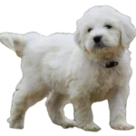Pyredoodle Dog breed information in all topics