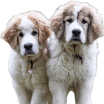 Pyrenean Mastiff Dog breed information in all topics