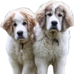 Pyrenean Mastiff Dog breed information in all topics