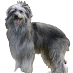 Pyrenean Shepherd Dog breed information in all topics