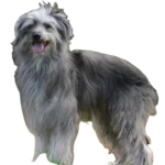 Pyrenean Shepherd Dog breed information in all topics