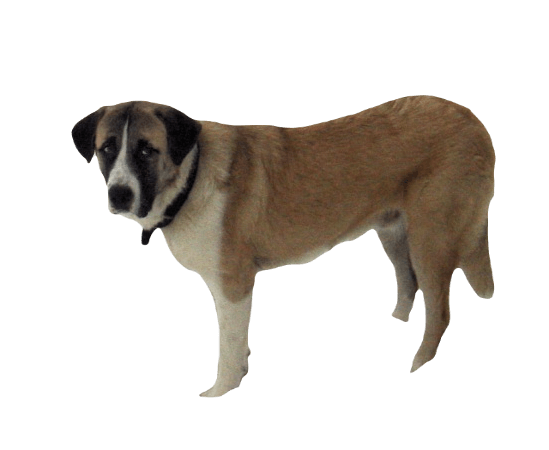 Rafeiro do Alentejo Dog breed information in all topics